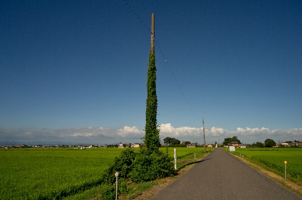 hasidume_M017624.jpg