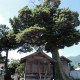 八幡神社（仁位）　たぶの木