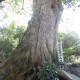 竜泉寺六社神社　椋の木