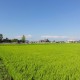 烏江の八幡神社から烏江駅方面に向う虫送りのあぜ道