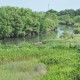 祖父江の川湊跡