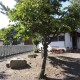 飯田八幡神社境内　平成元年植樹の桜の木