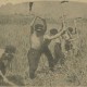 小畑小学校生徒の開墾風影、昭和17年頃