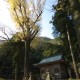 白鳥神社の銀杏の木
