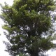 浄誓寺の槙の木